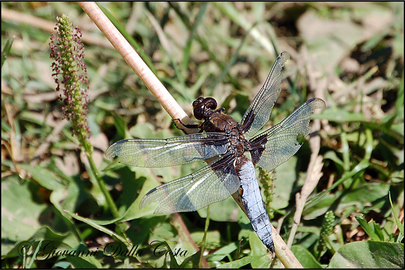 Libellula depressa